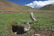 White-rumped Snowfinch with chick, Qinghai-Tibet Plateau, Qinghai Province, China-Dong Lei-Photographic Print