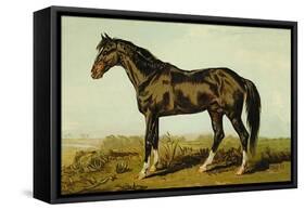 Dongola Horse-Samuel Sidney-Framed Stretched Canvas