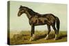 Dongola Horse-Samuel Sidney-Stretched Canvas