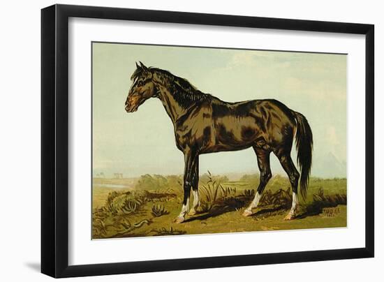 Dongola Horse-Samuel Sidney-Framed Art Print