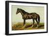 Dongola Horse-Samuel Sidney-Framed Art Print