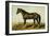 Dongola Horse-Samuel Sidney-Framed Art Print
