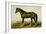 Dongola Horse-Samuel Sidney-Framed Art Print