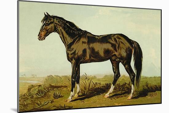 Dongola Horse-Samuel Sidney-Mounted Art Print