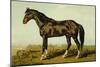 Dongola Horse-Samuel Sidney-Mounted Art Print