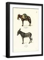 Donkey, 1824-Karl Joseph Brodtmann-Framed Giclee Print