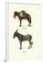 Donkey, 1824-Karl Joseph Brodtmann-Framed Giclee Print
