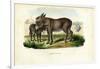 Donkey, 1863-79-Raimundo Petraroja-Framed Giclee Print