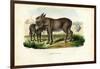 Donkey, 1863-79-Raimundo Petraroja-Framed Giclee Print