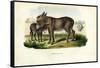 Donkey, 1863-79-Raimundo Petraroja-Framed Stretched Canvas
