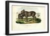 Donkey, 1863-79-Raimundo Petraroja-Framed Giclee Print