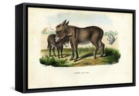 Donkey, 1863-79-Raimundo Petraroja-Framed Stretched Canvas