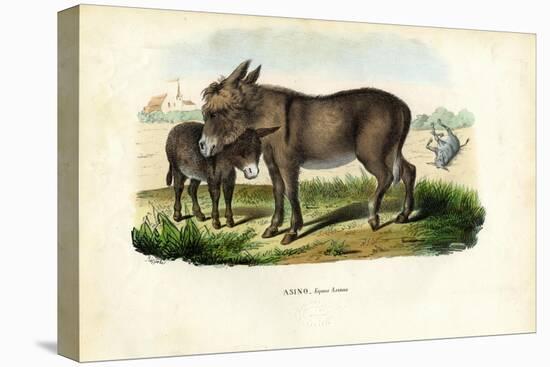 Donkey, 1863-79-Raimundo Petraroja-Stretched Canvas