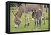 Donkey Adult and 5 Days Old Baby-null-Framed Stretched Canvas