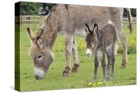 Donkey Adult and 5 Days Old Baby-null-Stretched Canvas