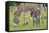 Donkey Adult and 5 Days Old Baby-null-Framed Stretched Canvas