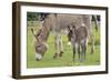 Donkey Adult and 5 Days Old Baby-null-Framed Photographic Print