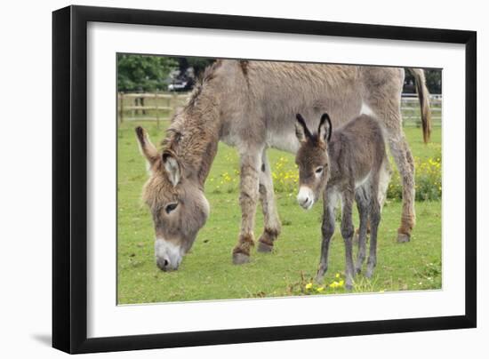 Donkey Adult and 5 Days Old Baby-null-Framed Photographic Print