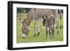 Donkey Adult and 5 Days Old Baby-null-Framed Photographic Print