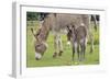 Donkey Adult and 5 Days Old Baby-null-Framed Photographic Print