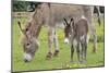 Donkey Adult and 5 Days Old Baby-null-Mounted Photographic Print