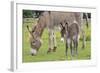 Donkey Adult and 5 Days Old Baby-null-Framed Photographic Print