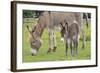 Donkey Adult and 5 Days Old Baby-null-Framed Photographic Print