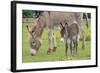 Donkey Adult and 5 Days Old Baby-null-Framed Photographic Print