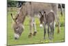 Donkey Adult and 5 Days Old Baby-null-Mounted Photographic Print