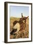 Donkey, adult, close-up of head, Lanzarote-Winfried Wisniewski-Framed Photographic Print