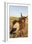 Donkey, adult, close-up of head, Lanzarote-Winfried Wisniewski-Framed Photographic Print