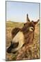 Donkey, adult, close-up of head, Lanzarote-Winfried Wisniewski-Mounted Photographic Print