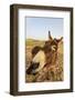 Donkey, adult, close-up of head, Lanzarote-Winfried Wisniewski-Framed Photographic Print