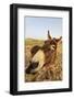 Donkey, adult, close-up of head, Lanzarote-Winfried Wisniewski-Framed Photographic Print