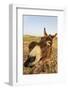 Donkey, adult, close-up of head, Lanzarote-Winfried Wisniewski-Framed Photographic Print
