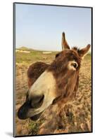 Donkey, adult, close-up of head, Lanzarote-Winfried Wisniewski-Mounted Photographic Print