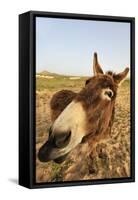 Donkey, adult, close-up of head, Lanzarote-Winfried Wisniewski-Framed Stretched Canvas