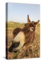 Donkey, adult, close-up of head, Lanzarote-Winfried Wisniewski-Stretched Canvas