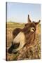 Donkey, adult, close-up of head, Lanzarote-Winfried Wisniewski-Stretched Canvas