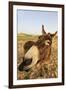 Donkey, adult, close-up of head, Lanzarote-Winfried Wisniewski-Framed Photographic Print