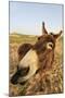 Donkey, adult, close-up of head, Lanzarote-Winfried Wisniewski-Mounted Photographic Print