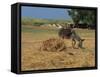 Donkey and Cat, Kastelli, Chania District, Crete, Greek Islands, Greece, Europe-O'callaghan Jane-Framed Stretched Canvas