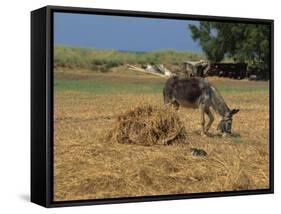 Donkey and Cat, Kastelli, Chania District, Crete, Greek Islands, Greece, Europe-O'callaghan Jane-Framed Stretched Canvas