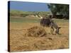 Donkey and Cat, Kastelli, Chania District, Crete, Greek Islands, Greece, Europe-O'callaghan Jane-Stretched Canvas