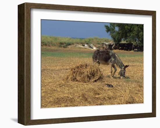 Donkey and Cat, Kastelli, Chania District, Crete, Greek Islands, Greece, Europe-O'callaghan Jane-Framed Photographic Print