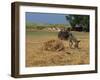 Donkey and Cat, Kastelli, Chania District, Crete, Greek Islands, Greece, Europe-O'callaghan Jane-Framed Photographic Print