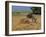 Donkey and Cat, Kastelli, Chania District, Crete, Greek Islands, Greece, Europe-O'callaghan Jane-Framed Photographic Print