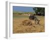 Donkey and Cat, Kastelli, Chania District, Crete, Greek Islands, Greece, Europe-O'callaghan Jane-Framed Photographic Print