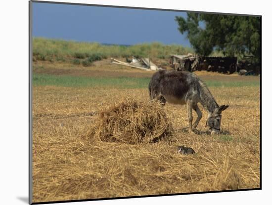 Donkey and Cat, Kastelli, Chania District, Crete, Greek Islands, Greece, Europe-O'callaghan Jane-Mounted Photographic Print