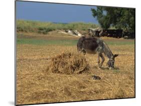 Donkey and Cat, Kastelli, Chania District, Crete, Greek Islands, Greece, Europe-O'callaghan Jane-Mounted Photographic Print